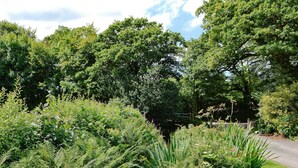 A lush garden with dense foliage and a variety of plants. - 2 bedroom accommodation in Bodmin (Bodmin)