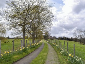 A rural pathway lined with daffodils and trees, leading to a grassy field.