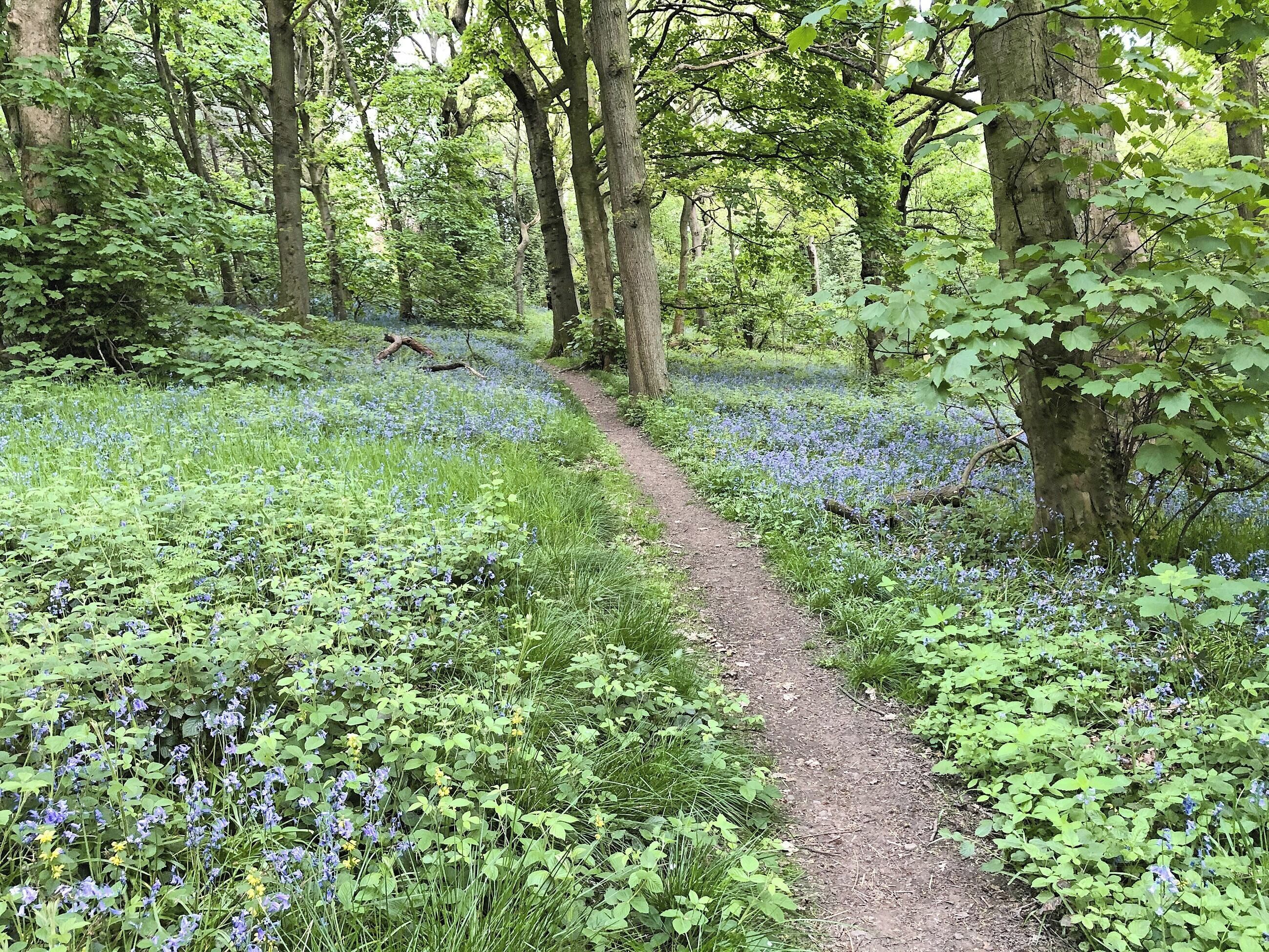 A forest path surrounded by dense greenery and wildflowers.