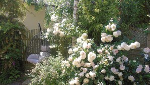 A garden with white roses, a wooden fence, and a hanging chair. - Horseshoe House - UKC2743 (Saham Toney, near Thetford)