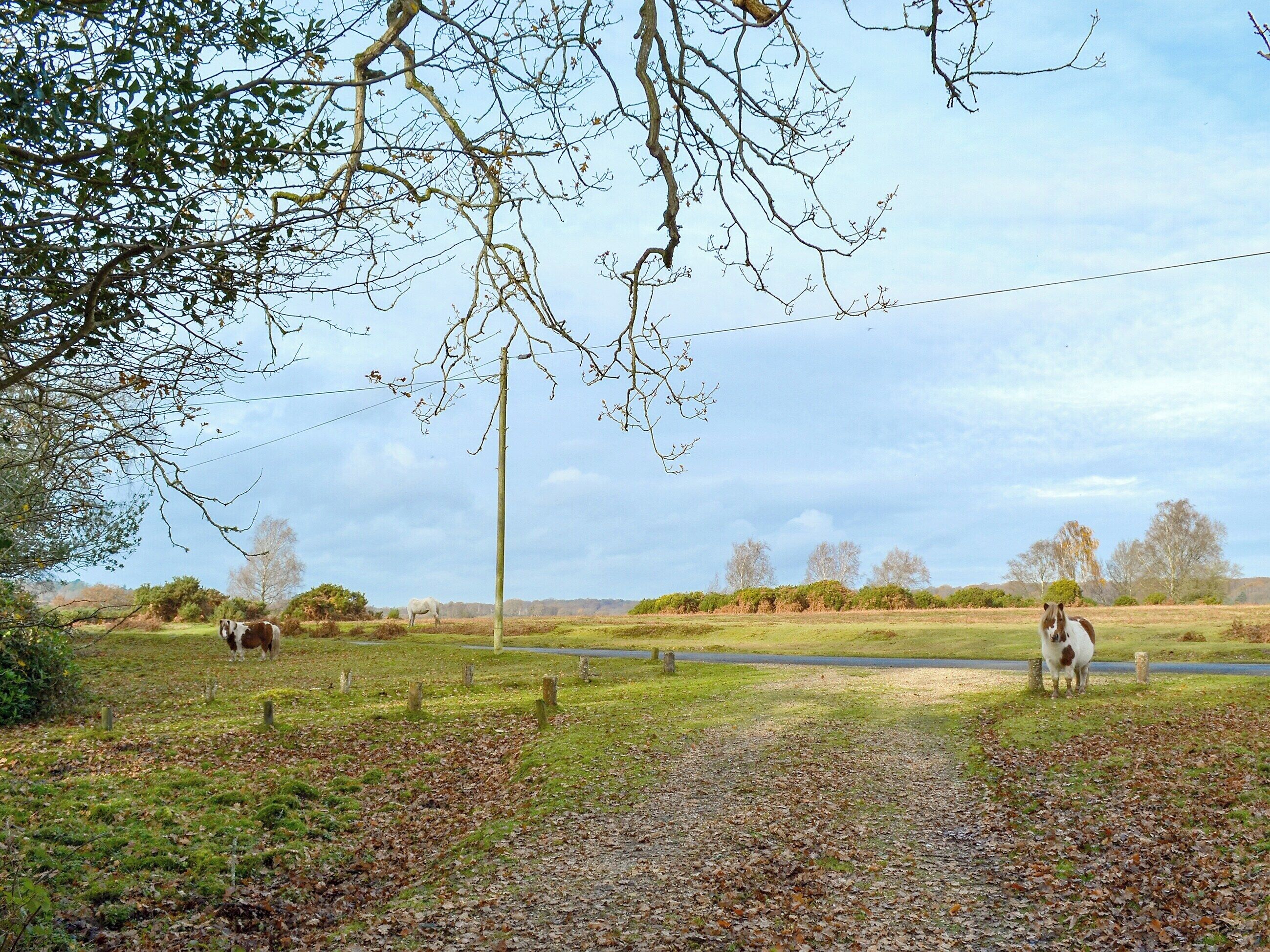 Ländliche Landschaft mit einer Straße, Bäumen und einem Zaun.