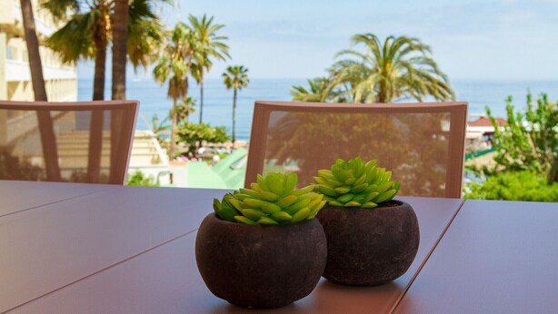 Zwei Sukkulenten in Töpfen auf einem Tisch mit Blick auf Palmen und das Meer.