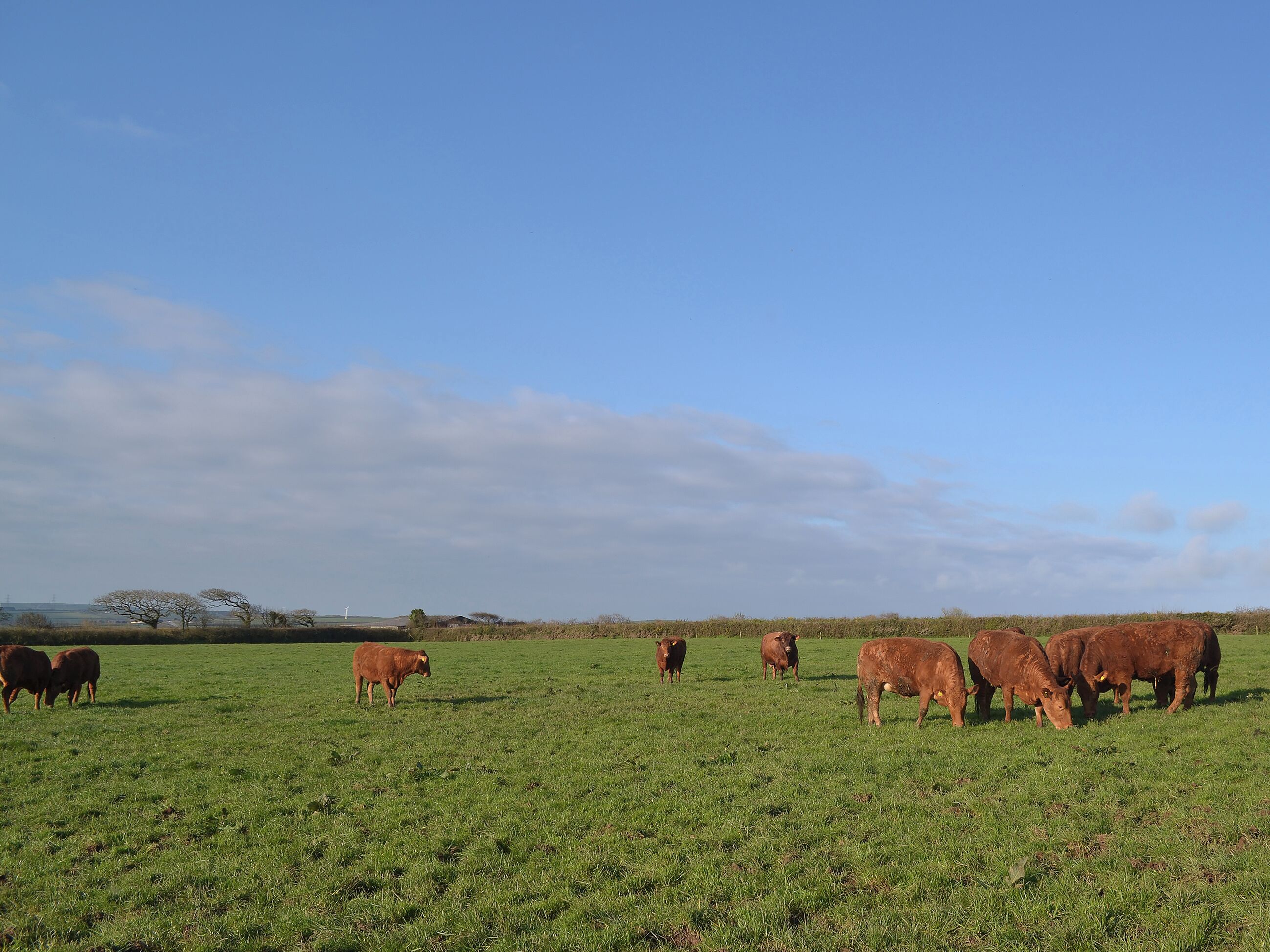 Ein weites Feld mit weidenden Kühen.