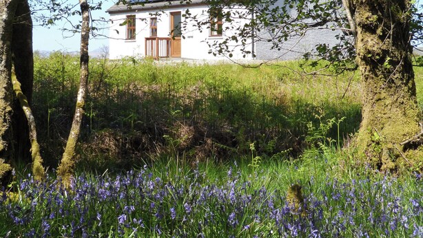 Un edificio blanco con puerta y ventanas de madera, rodeado de árboles y un campo de flores azules.