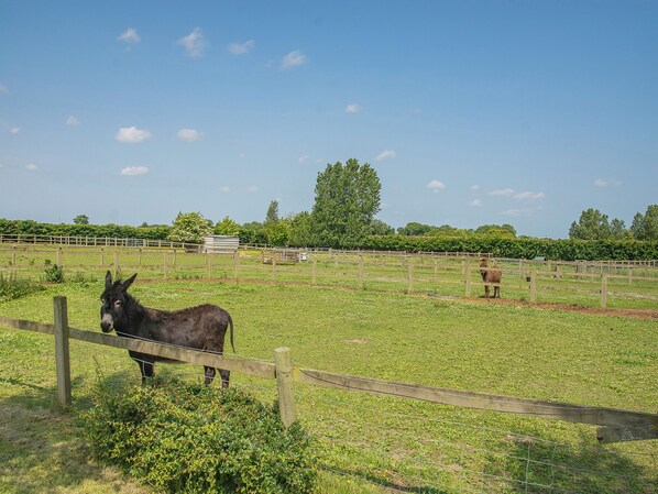 Un espace extérieur clôturé où se trouvent un âne et un cheval.