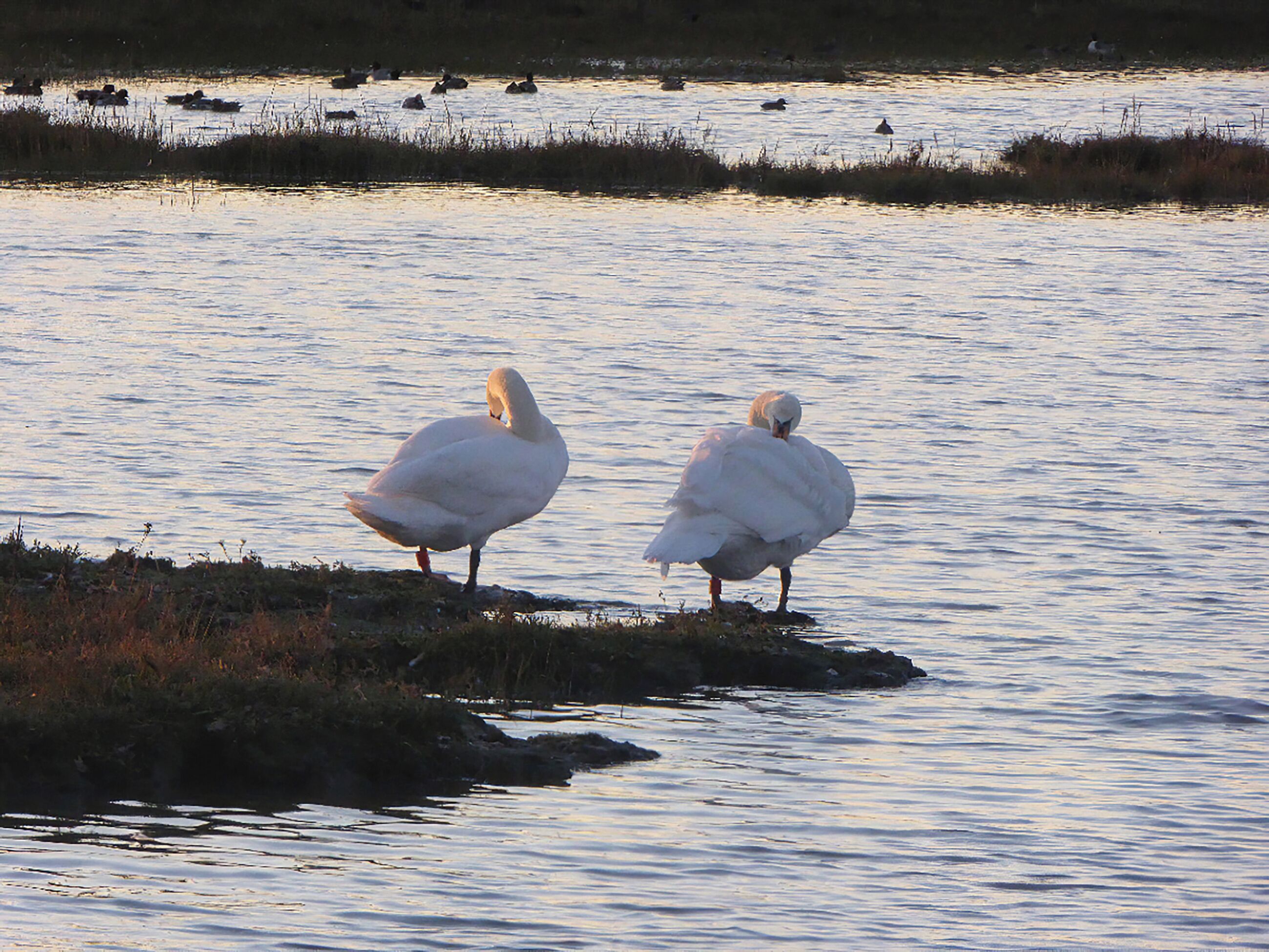 Two swans standing on a rocky shore by a calm body of water.