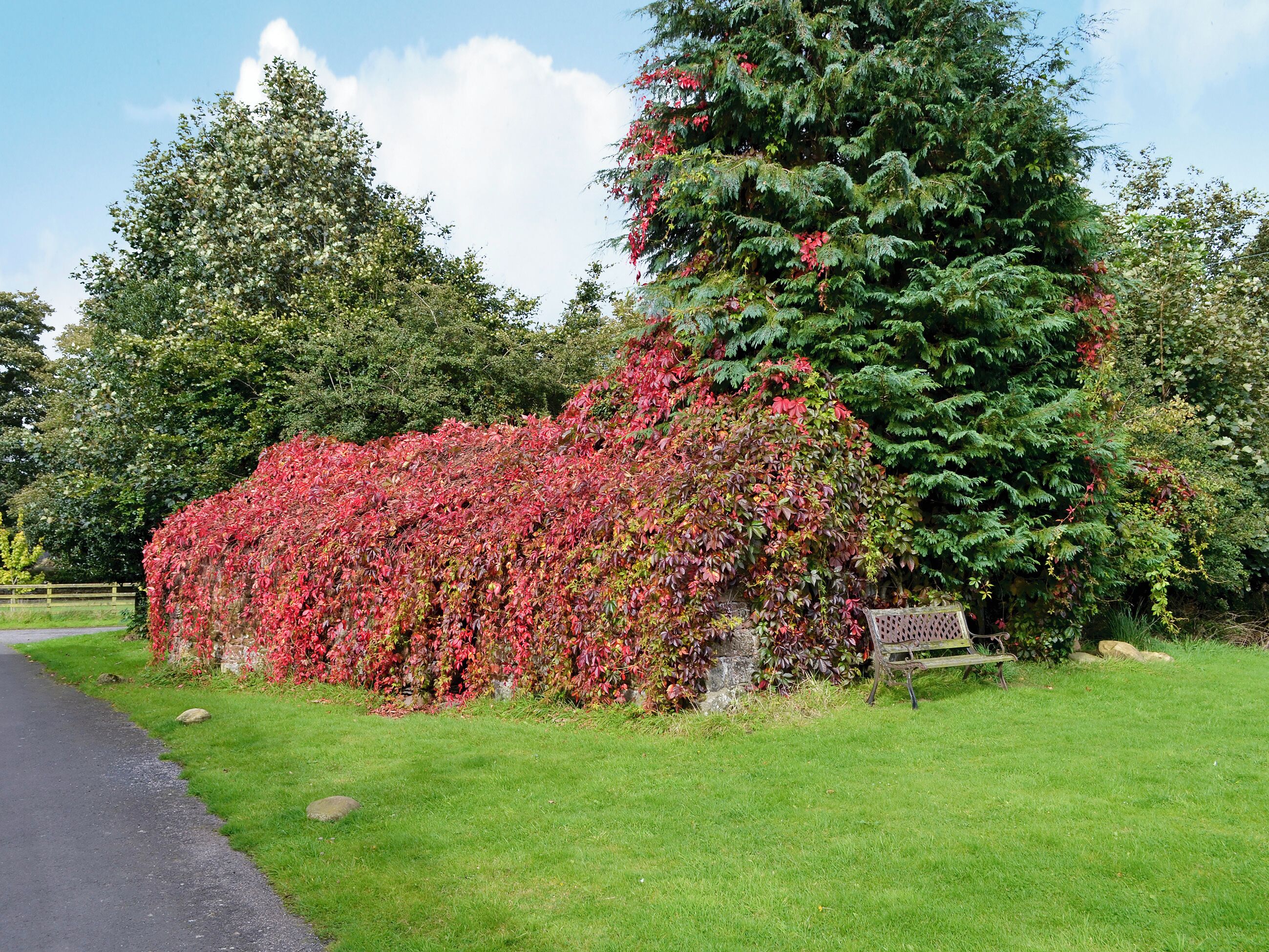 Un jardin avec un mur de pierre recouvert de feuillage rouge, un banc et un chemin pavé.