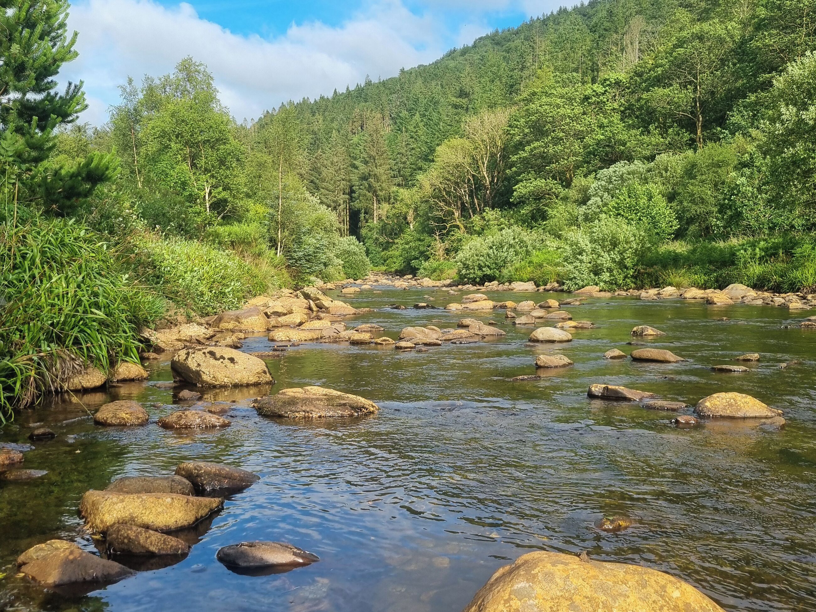 A river with rocks and greenery.