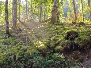 Un bosque con árboles cubiertos de musgo y suelo musgoso.