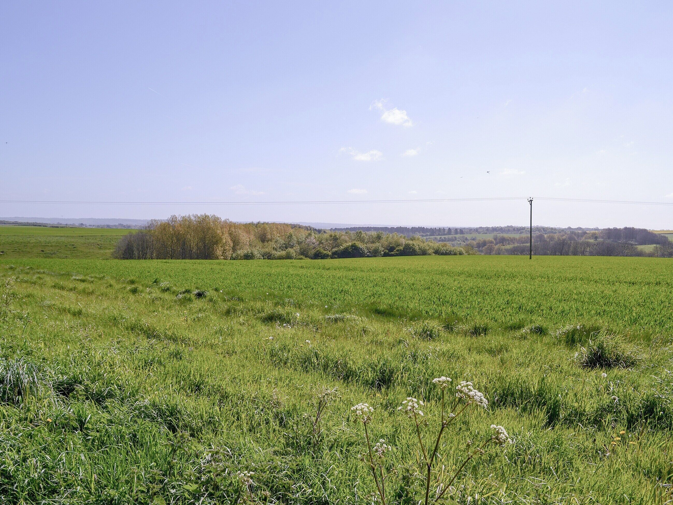 A wide-open field with a line of trees in the distance and a utility pole in the foreground.
