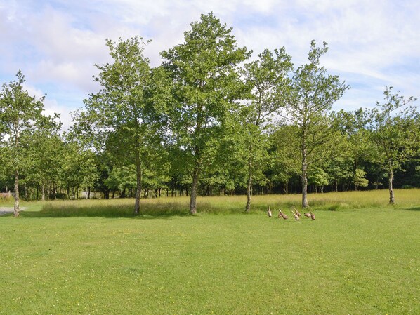 A grassy field with trees and a few birds.