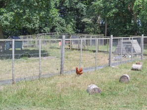A fenced outdoor area with a chicken, a wooden structure, and a grassy field.