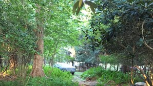 A stone pathway through a forested area with dense foliage on both sides. - Lake front cottage with "million dollar" view, close to Bethel Woods (Smallwood)