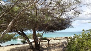 A beach with a large tree providing shade, a sandy path, and a view of the ocean.