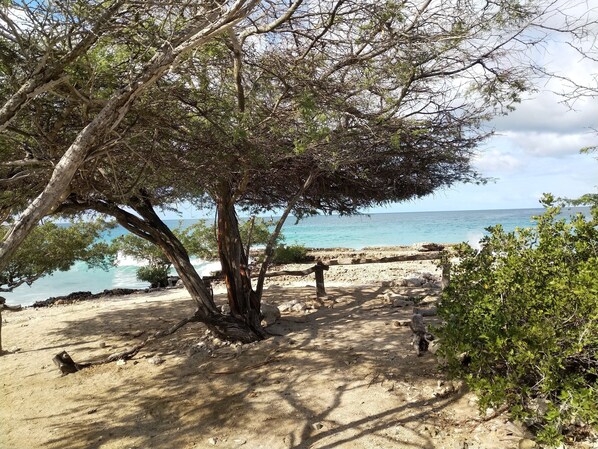 Une plage avec un grand arbre qui offre de l’ombre, un sentier sablonneux et une vue sur l’océan.
