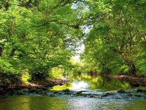 Ein bewaldetes Gebiet mit einem Fluss.