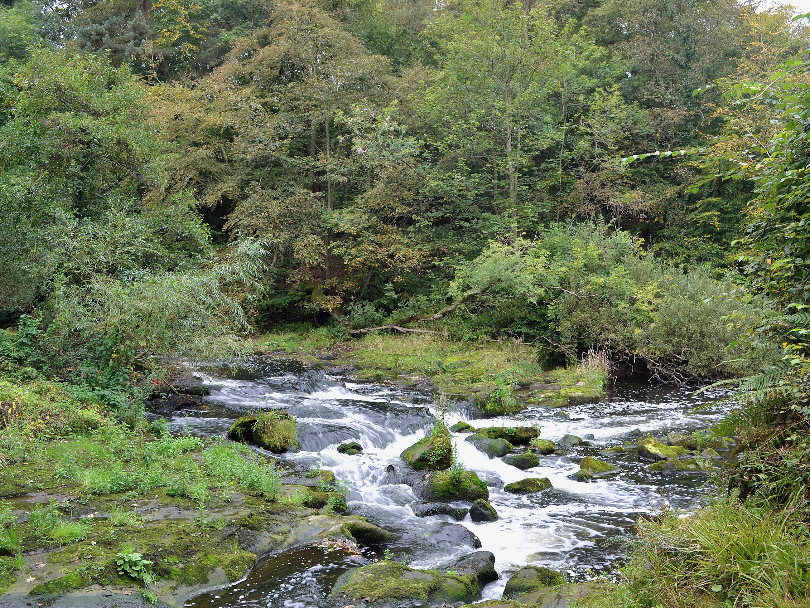 A natural stream flowing through a forested area with rocks and vegetation.