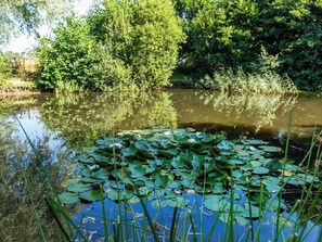 A pond with lily pads and surrounding greenery.
