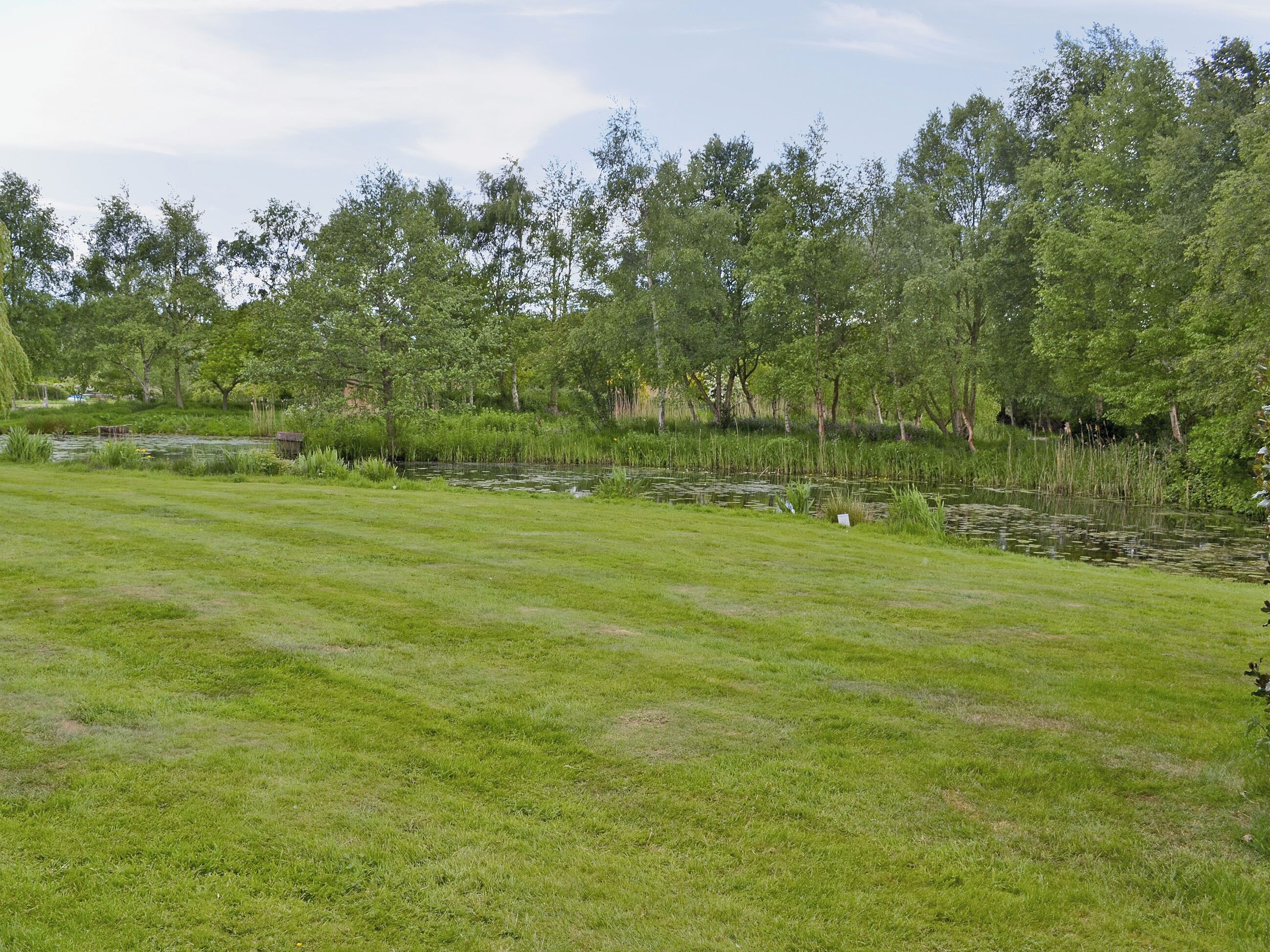 A grassy field with a pond and trees in the background.