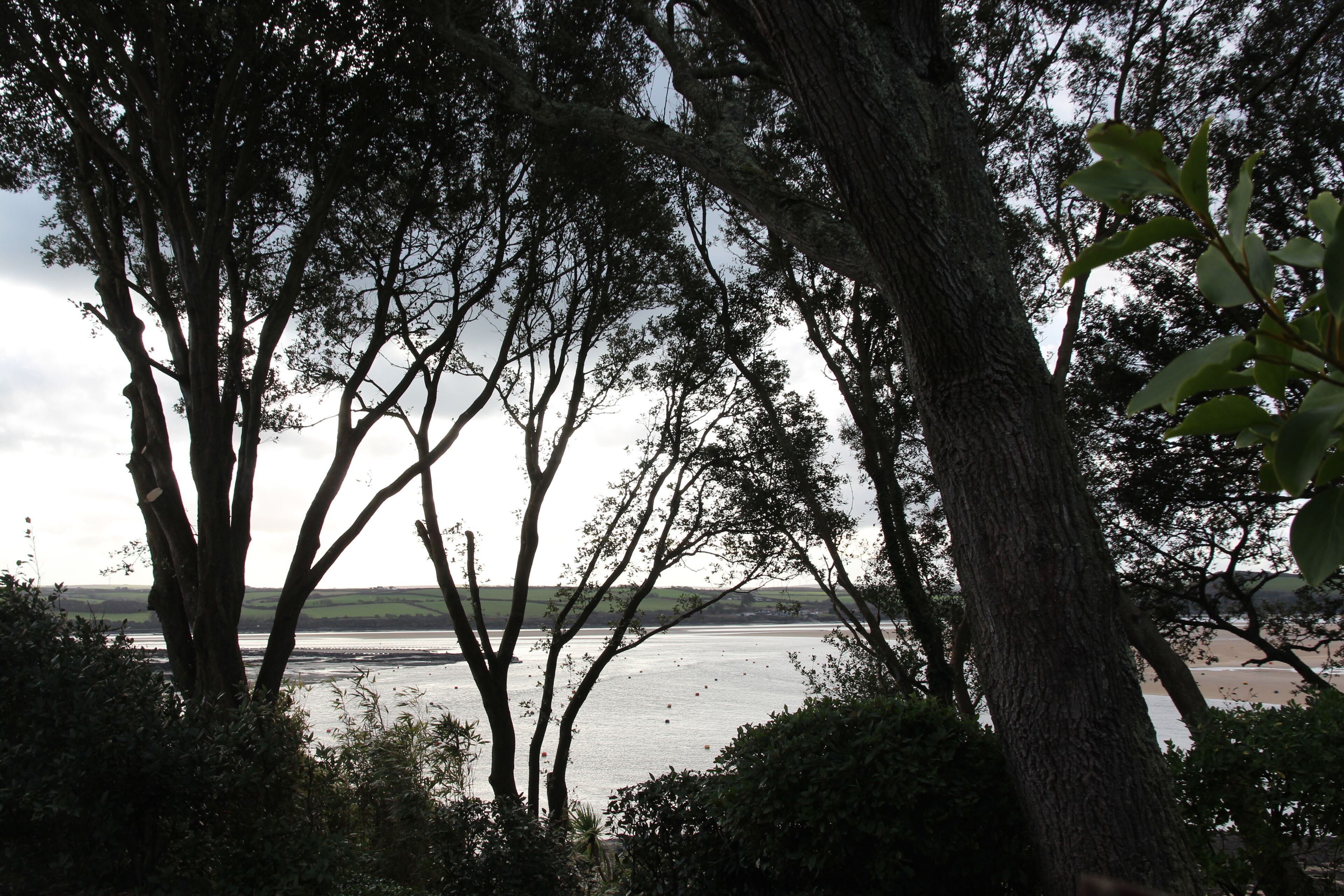 A coastal landscape with trees and a view of the sea.