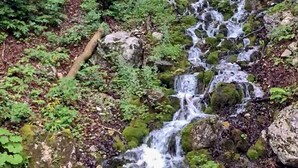 A natural waterfall in a forested area with moss-covered rocks and dense greenery.