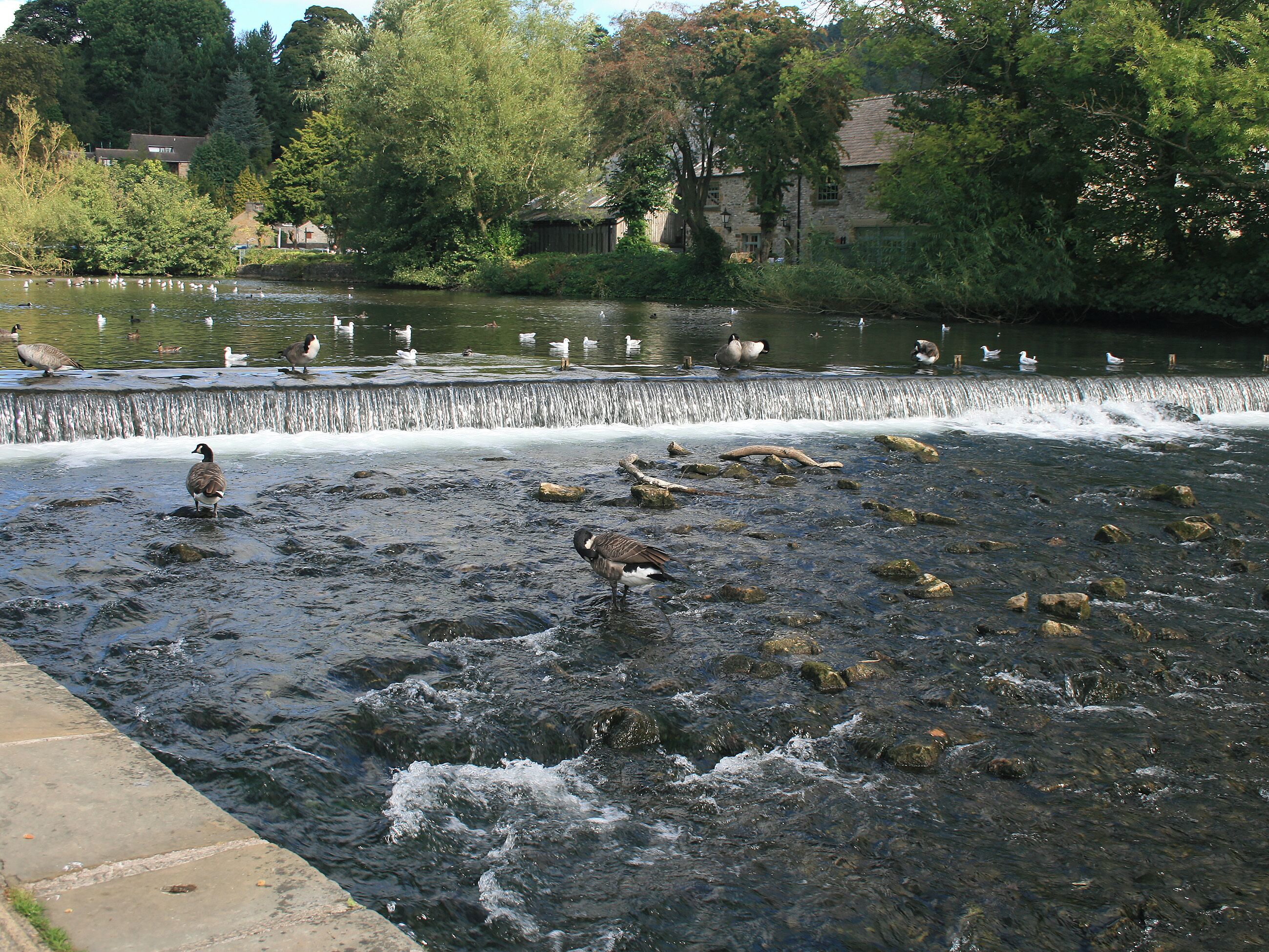 Ein Fluss mit Enten und Gänsen, ein Wasserfall und eine Steinbrücke.