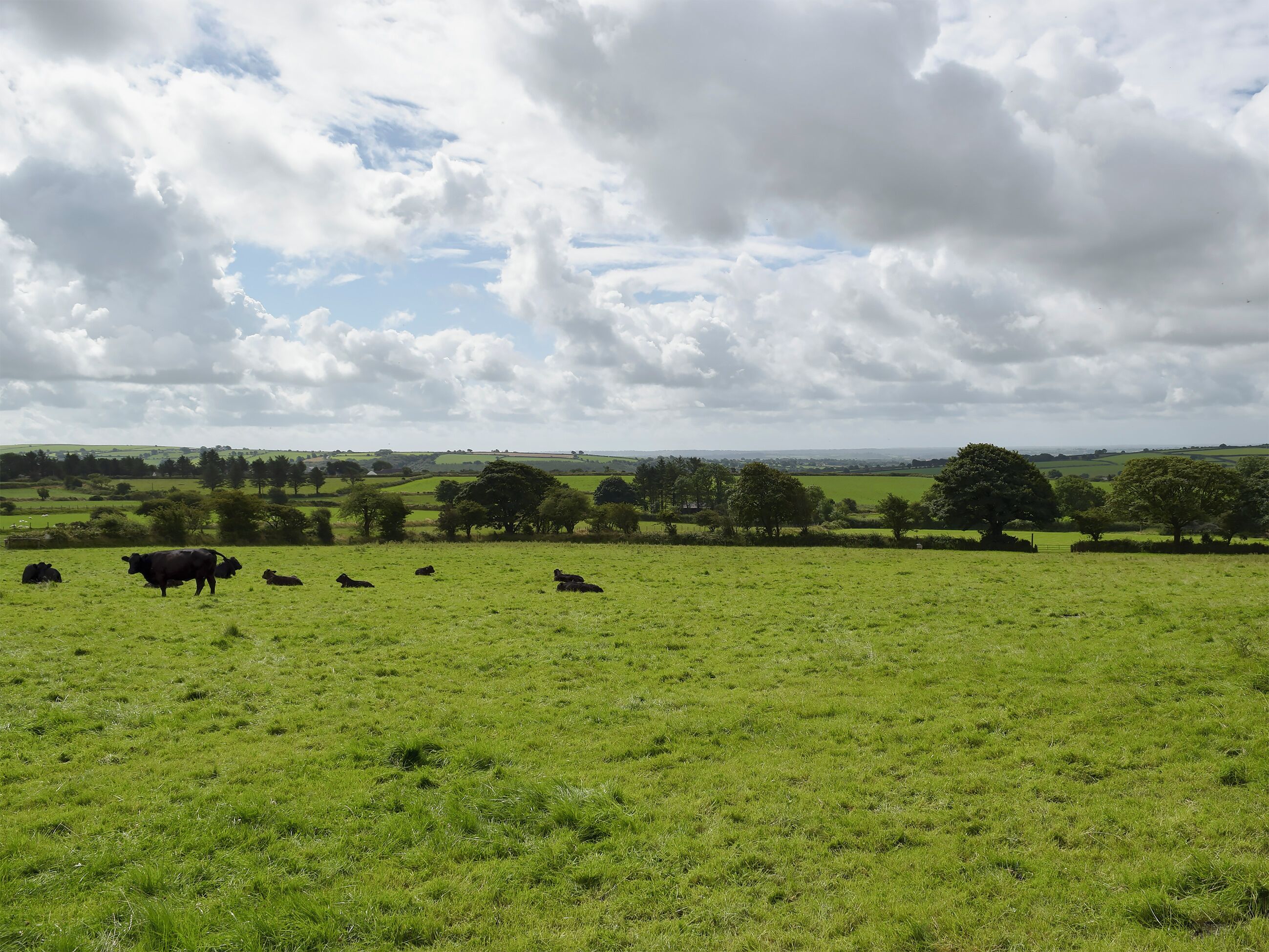 Un champ verdoyant où paissent des vaches, avec des arbres et un ciel nuageux.
