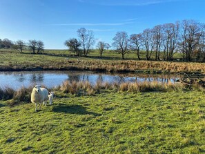 Property grounds - 3 bedroom accommodation in Near Rhayader (Near Rhayader)