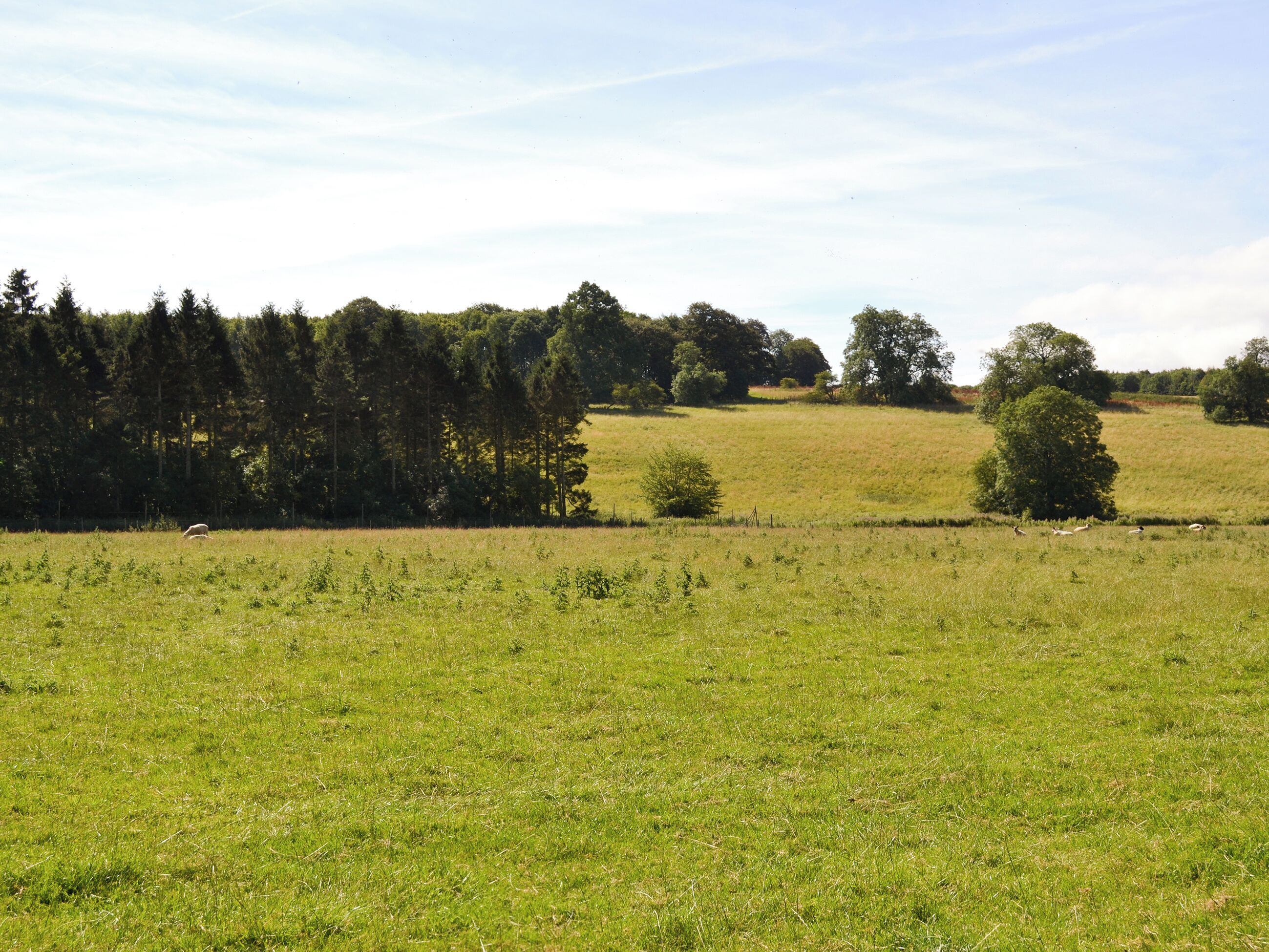 A grassy field with trees in the background.