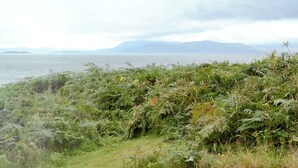 Et kystlandskab med frodig vegetation i forgrunden og et roligt hav i baggrunden.