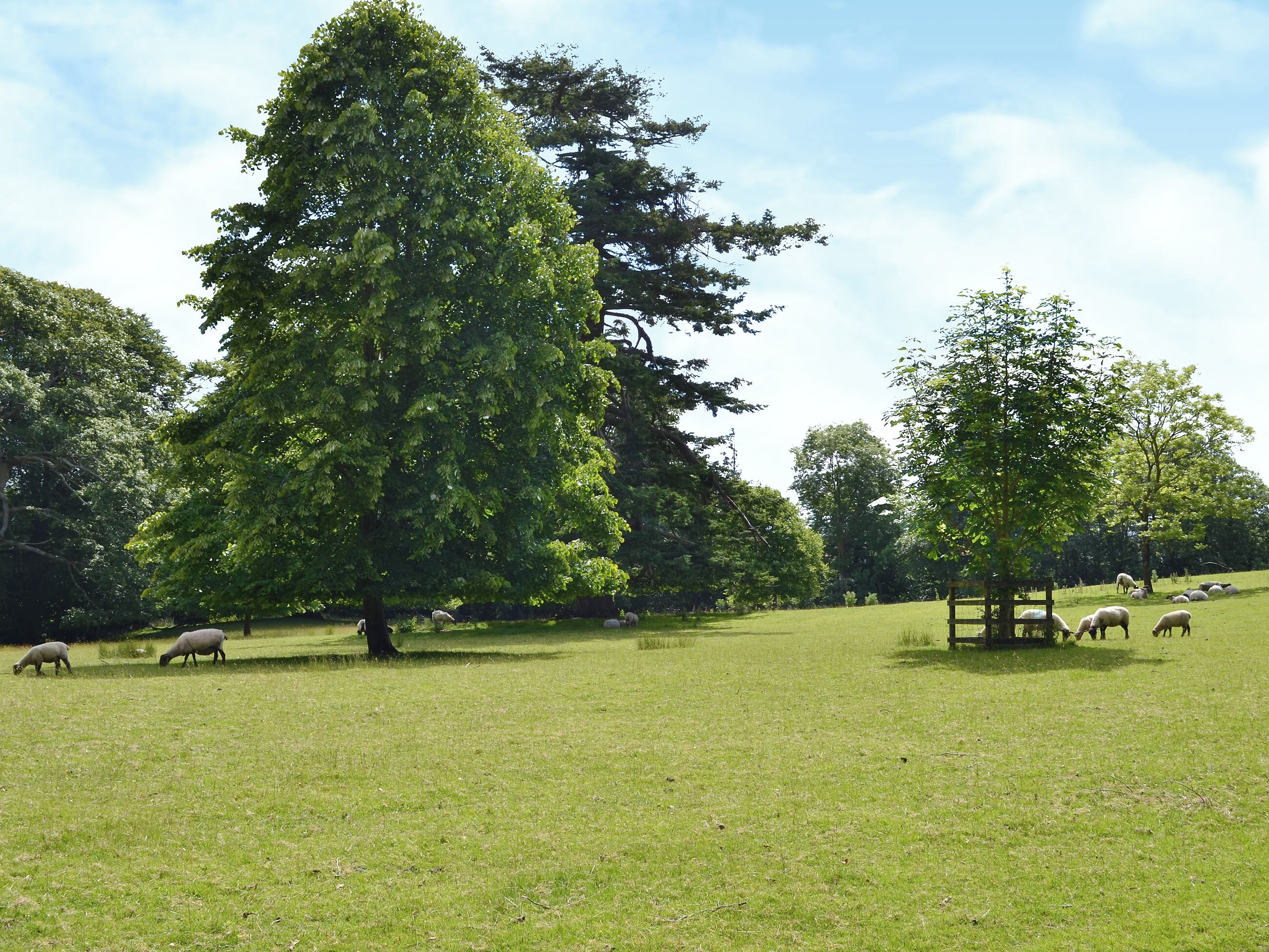 A grassy field with trees and sheep grazing.