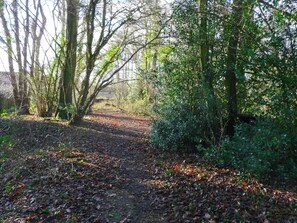 A forest path with dense trees and underbrush.