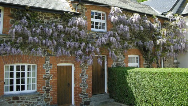 A stone house with a wooden door and windows, covered in purple wisteria vines. - Cider Cottage - E5576 (Chittlehampton, near Umberleigh)