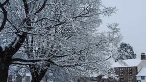 A snow-covered landscape with a large tree, a bench, and a building with a snow-covered roof.