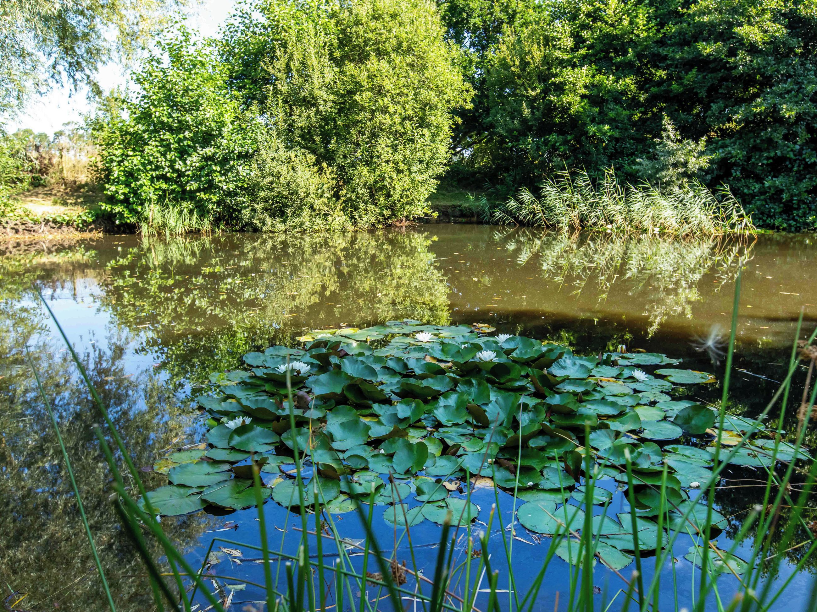 Een vijver met waterlelies en omliggend groen.