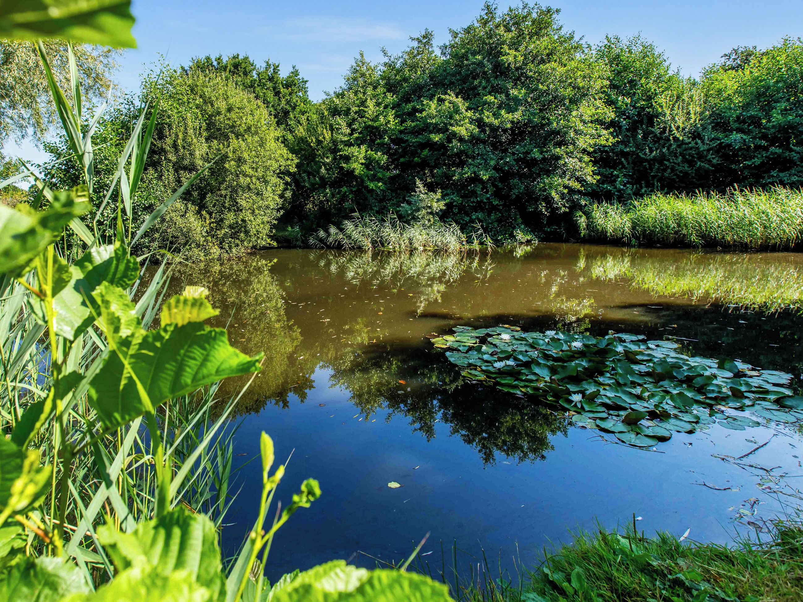 A calm river with dense foliage and lily pads.