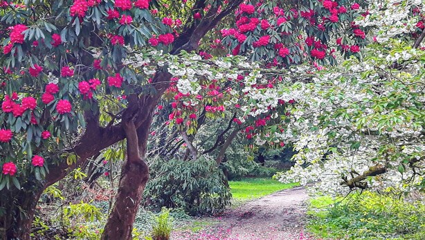 Un sendero cubierto de pétalos de flores dispersos que atraviesa un jardín con árboles florecidos en rosa.