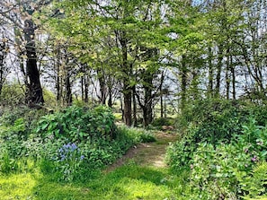 A forested area with a dirt path leading through dense greenery and trees. - 2 bedroom accommodation in Hartland (Hartland)