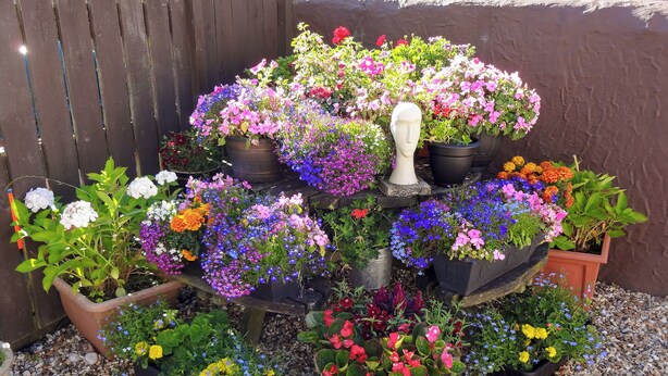 A multi-tiered display of potted flowers with a variety of colors and types, arranged on a gravel surface. - 2 bedroom accommodation in Pen-y-Sarn, near Amlwch (Pen-y-Sarn, near Amlwch)