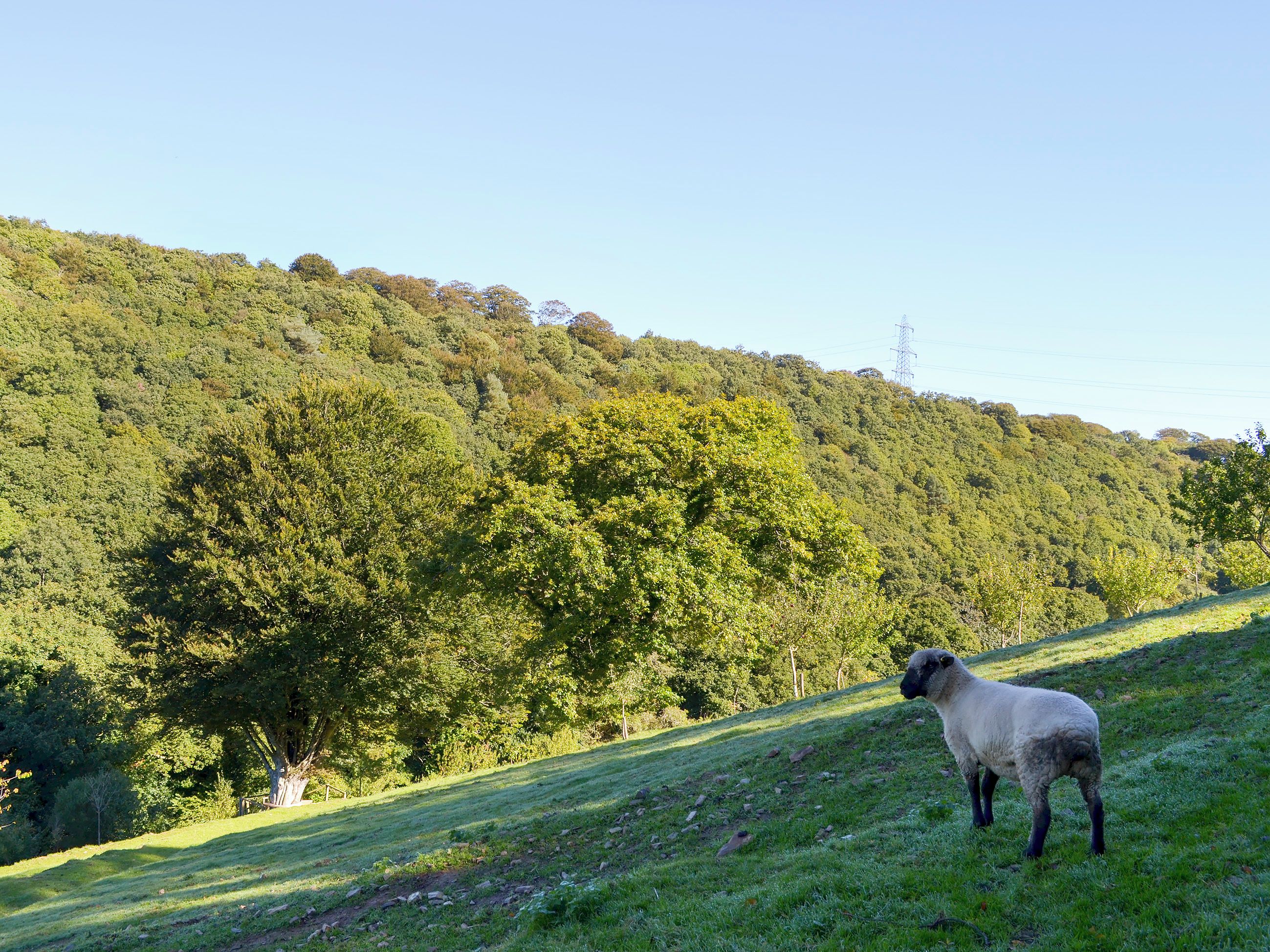 A grassy hillside with a sheep and dense trees in the background.