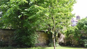 A well-maintained garden with a stone wall, a tree, and a view of a house in the background. - 3 bedroom accommodation in Alnmouth, Alnwick (Alnmouth, Alnwick)