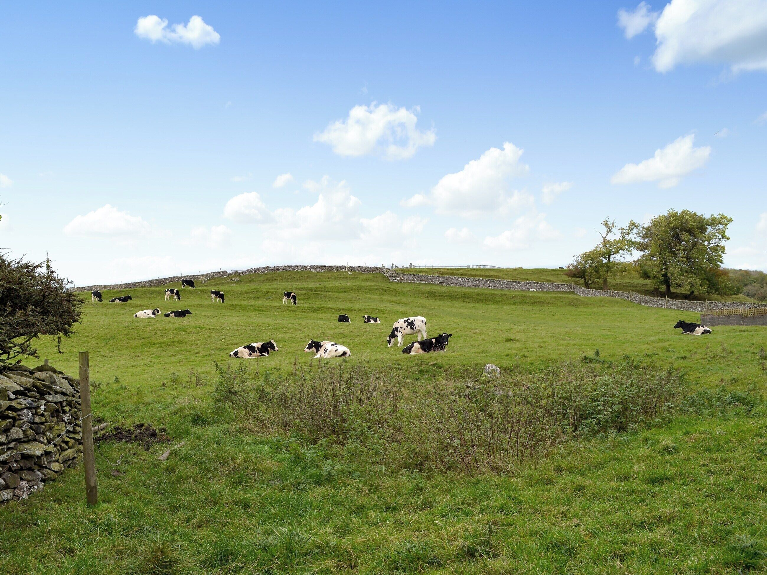 A rural landscape with cows grazing on a grassy field, a stone wall, and a tree.