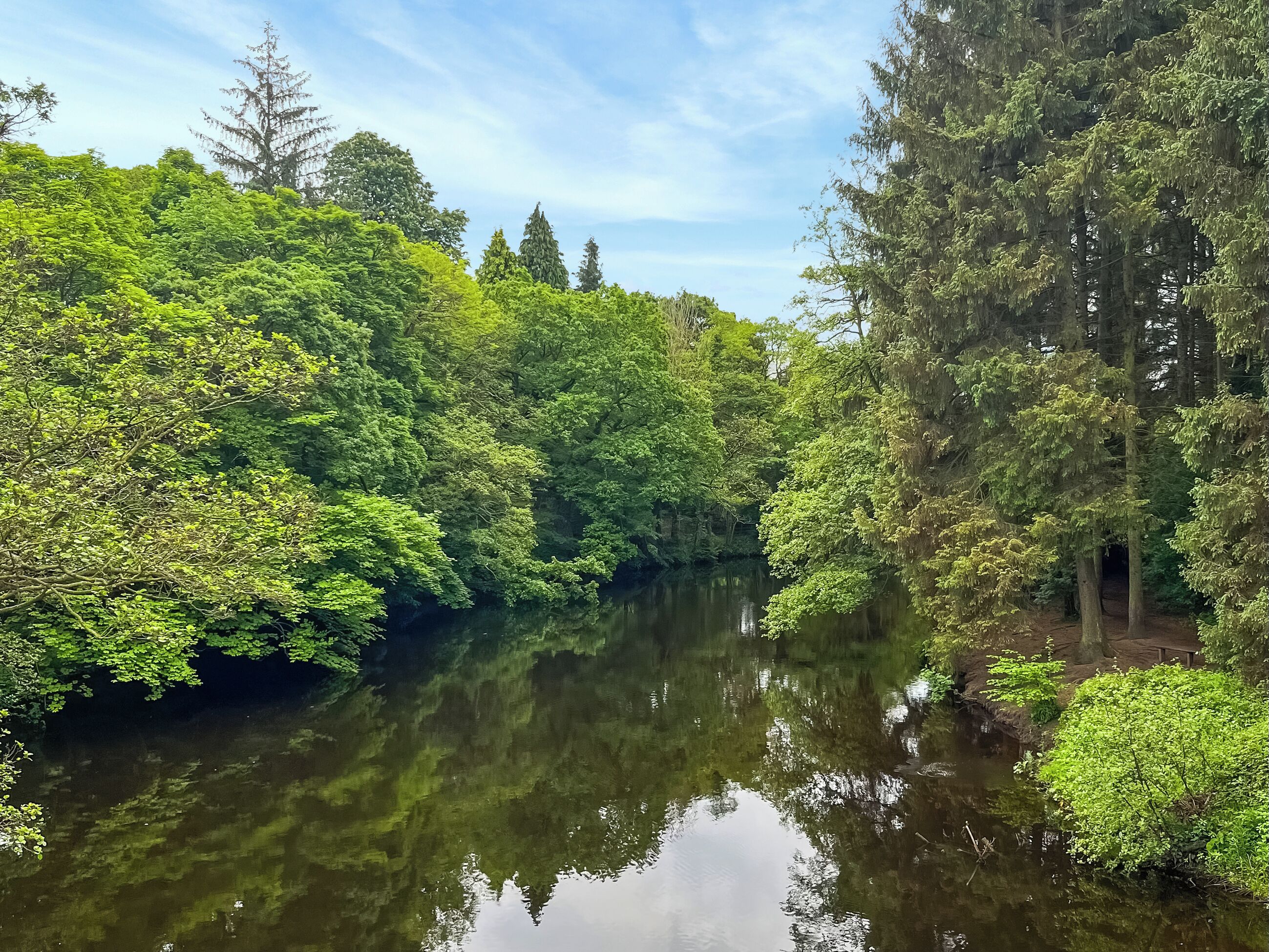 A serene river surrounded by dense green foliage and trees.