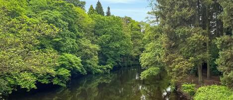 A serene river surrounded by dense green foliage and trees.