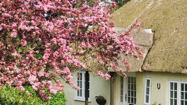 A traditional thatched-roof cottage with a white door and windows, surrounded by lush greenery and blooming pink flowers. - 2 bedroom accommodation in Otterton (Otterton)
