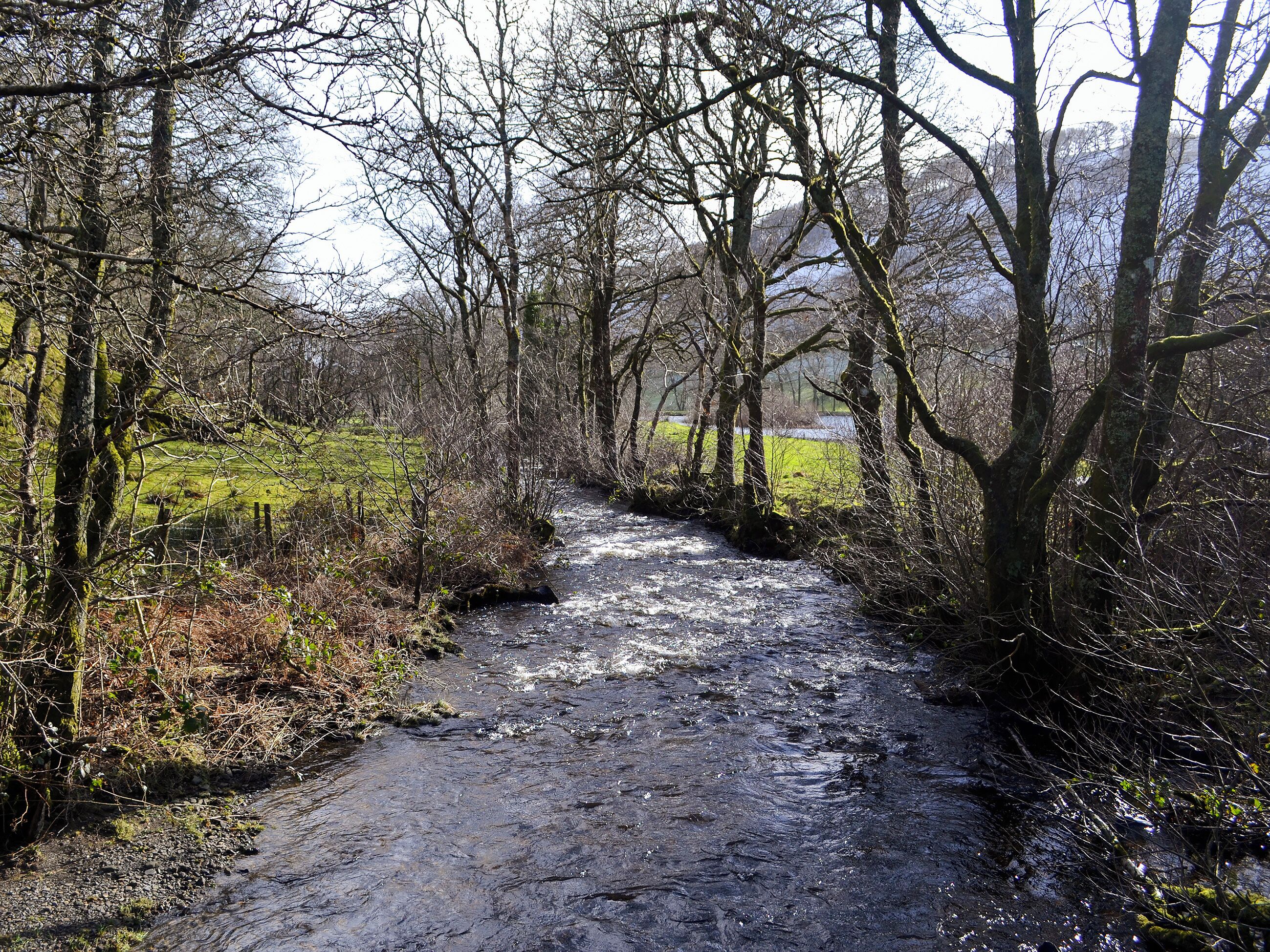 A narrow, rocky path through a forested area with trees on both sides.