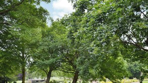 Ein Park mit einem gepflasterten Weg, Bänken und einem Teich.