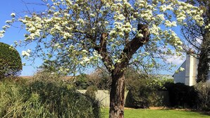 A tree with white blossoms in a garden setting.