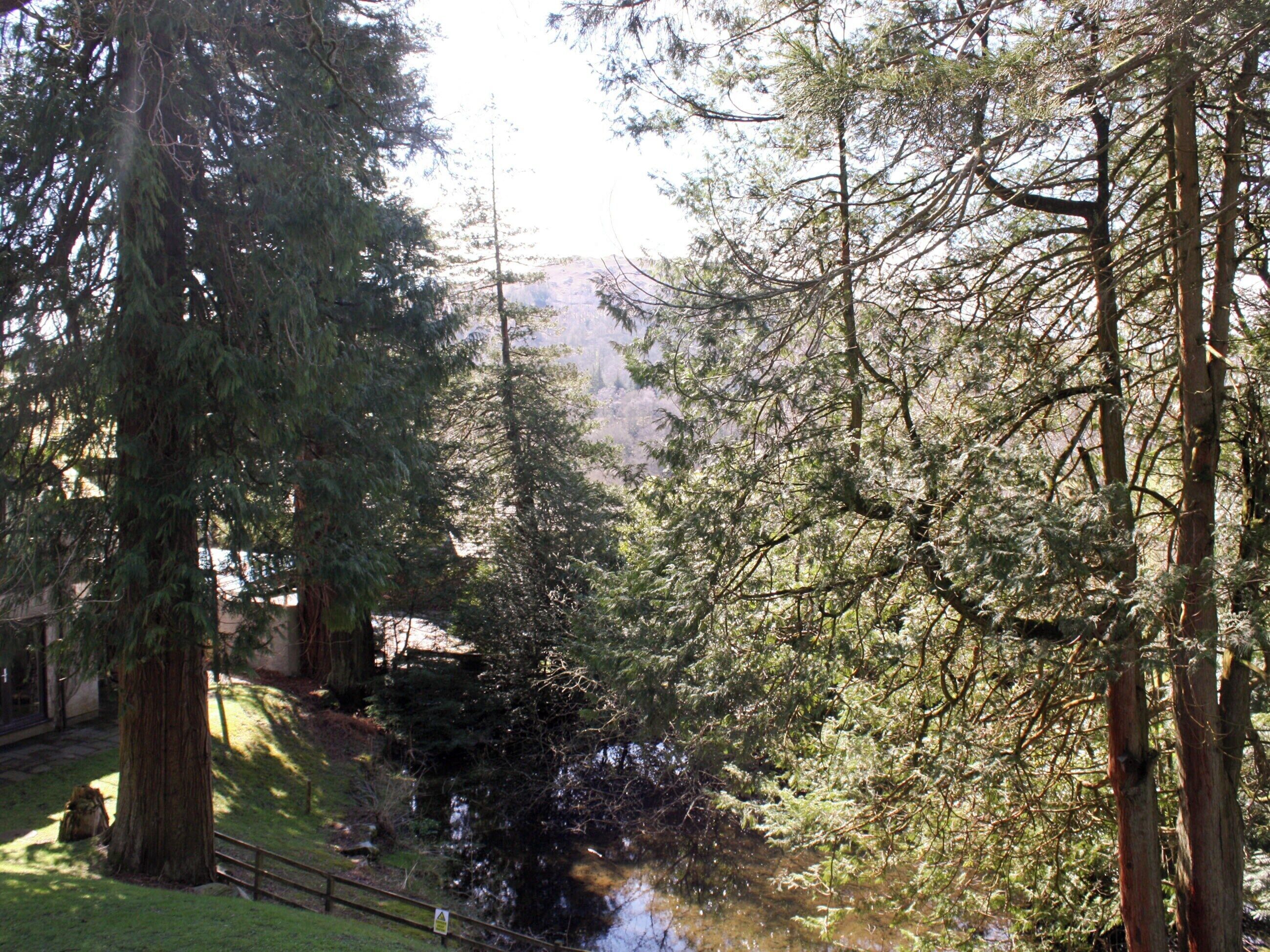 Eine friedliche Waldlandschaft mit einem kleinen Bach, einem Holzzaun und einem großen Baum.