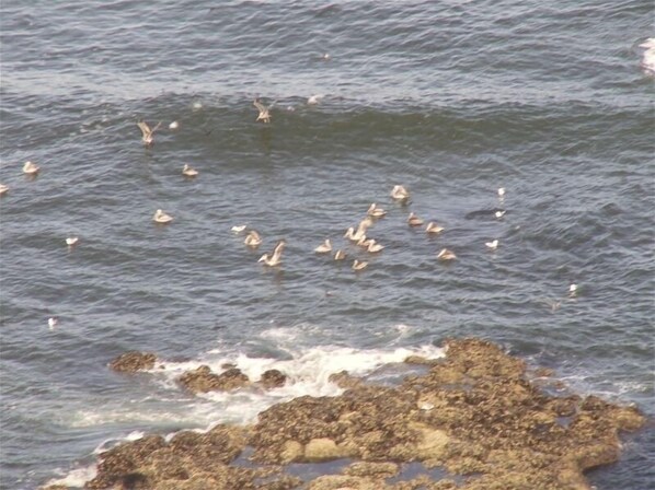 A rocky shoreline with waves crashing against it. - Oceanside View House (Oceanside)